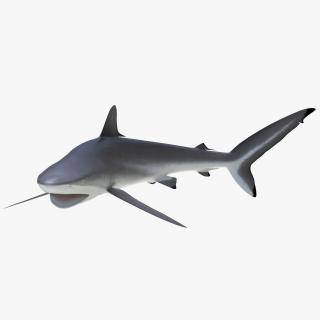 3D Silky Shark Attacking Pose