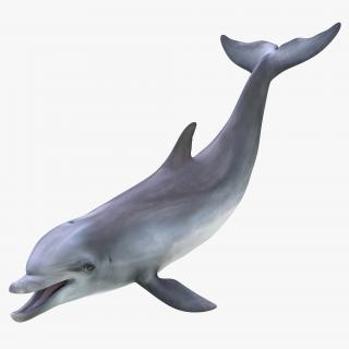 Dolphin Rigged 3D model