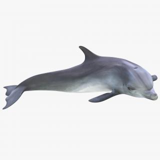 Dolphin Pose 4 3D model