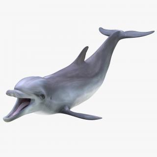 Dolphin Pose 3 3D model