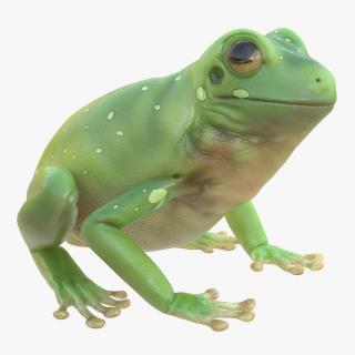 3D Australian Green Tree Frog