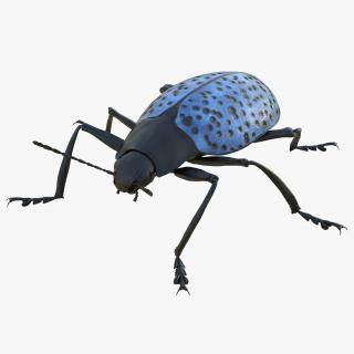 3D model Gibbifer Californicus Beetle Rigged