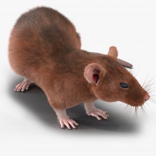 Rat 2 Pose 5 3D