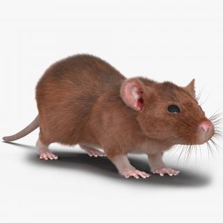 Rat 2 3D model