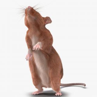 Rat 2 Pose 2 3D