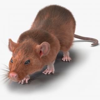 Rat 2 Pose 3 3D