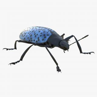 3D Gibbifer Californicus Beetle model