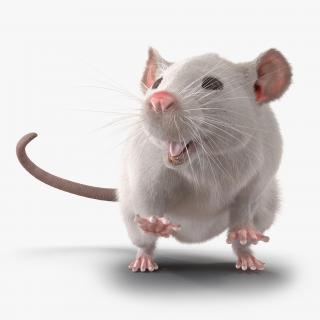 3D White Rat Rigged