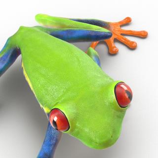 3D model Red Eyed Tree Frog Pose 2