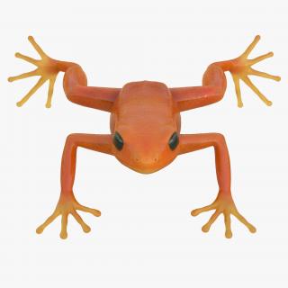 3D Mantella Frog model