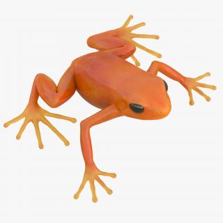 3D model Mantella Frog Pose 2