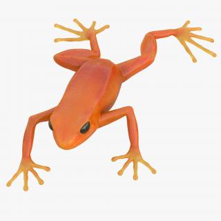 3D model Mantella Frog Pose 3