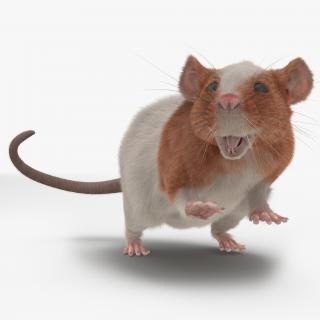 Rat 3 Rigged 3D