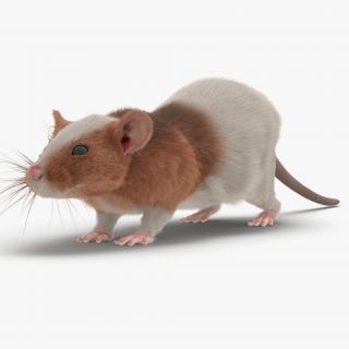 Rat 3 3D model