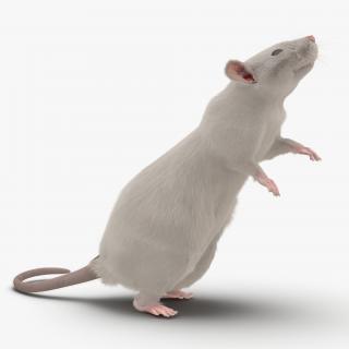 3D White Rat Pose 2