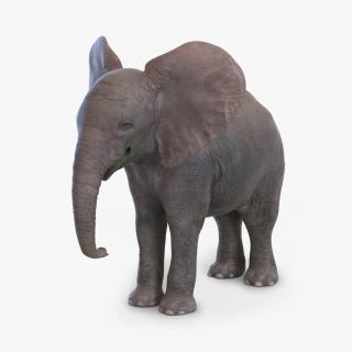 3D Baby Elephant model