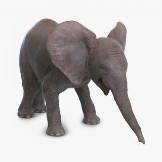 Baby Elephant Pose 3 with Fur 3D model