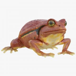 3D Tomato Frog Pose 2 model