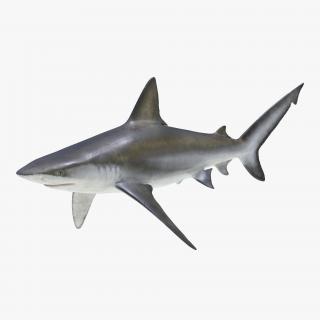 3D Bignose Shark model