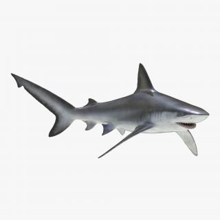 3D model Bignose Shark Rigged