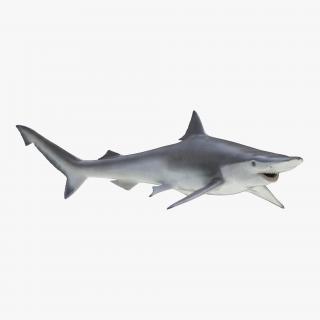 Spadenose Shark Rigged 3D