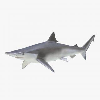 3D model Spadenose Shark