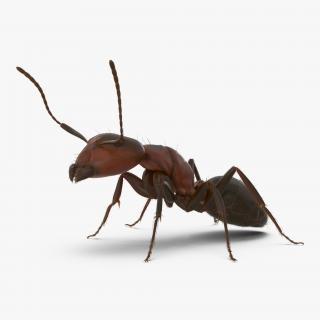 3D Red Ant with Fur Pose 2 model