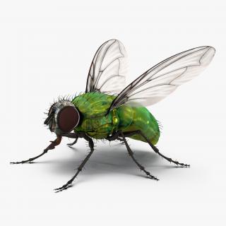 3D Green Bottle Fly Rigged model