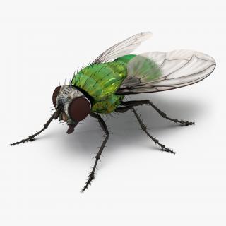 3D Green Bottle Fly