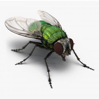 3D model Green Bottle Fly with Fur