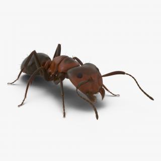 3D Red Ant with Fur Pose 3 model