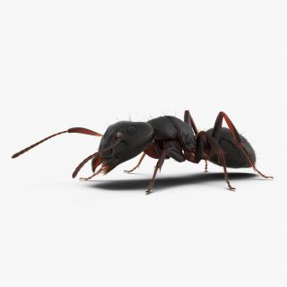 3D model Black Ant with Fur Pose 3