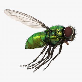 Green Bottle Fly Pose 3 with Fur 3D