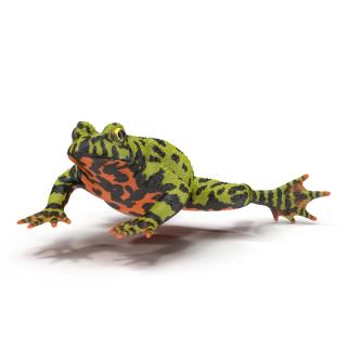 Fire Bellied Toad Frog Rigged 3D model