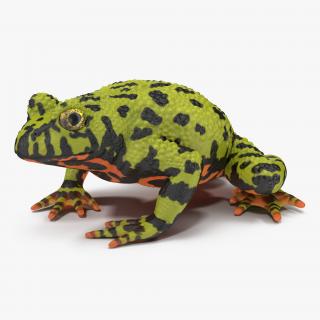 Fire Bellied Toad Frog Pose 2 3D model