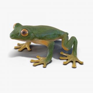 Tree Frog 3D model