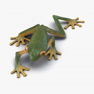 3D Tree Frog Pose 2