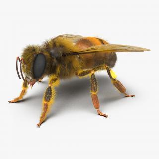 Bee 3D model