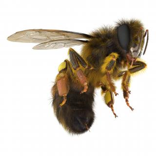 3D model Bee Pose 3