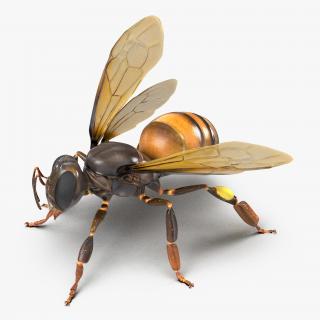 3D Honey Bee Pose 2