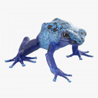 3D Poison Dart Frog Pose 3 model