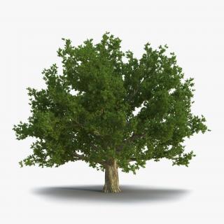 3D Red Oak Old Tree Summer model