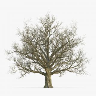 3D Red Oak Old Tree Winter model