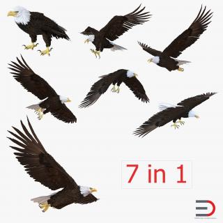 3D Bald Eagle Collection