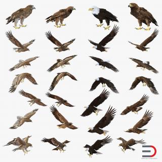 Eagles 3D Models Collection 3D