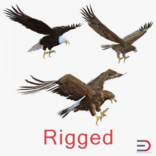 Rigged Eagles 3D Models Collection 3D model