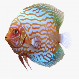 3D Symphysodon Fish