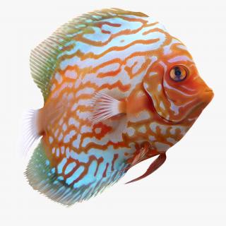 3D Symphysodon Fish Pose 2 model