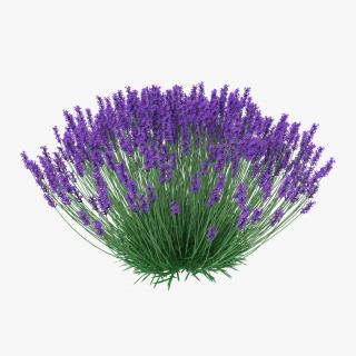 3D Lavender Bush model