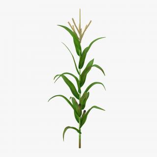 3D model Corn Plant